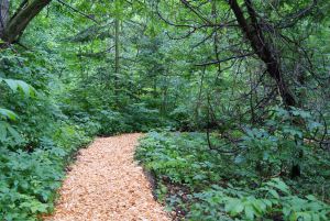 Walking in the Garden in June 