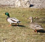 spring ducks
