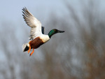 northern shoveler