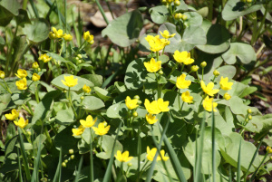 observational drawing