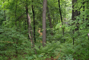 The forest