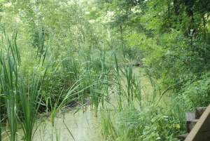 The marsh