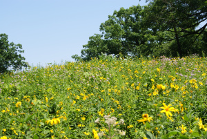 The prairie at the edge of the woods.