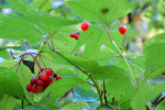 high bush cranberry