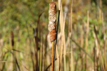 cattails
