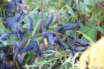 false indigo