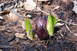 Skunk Cabbage 