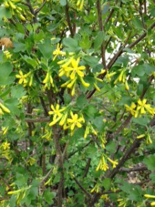 Buffalo Current Bush