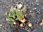 Rhubarb