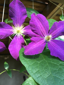 clematis