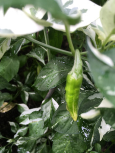 Peppers 2 HF