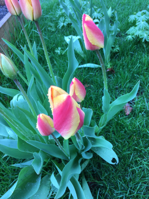 red and yellow tulips.JPG