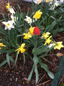red tulip in daffodils.JPG